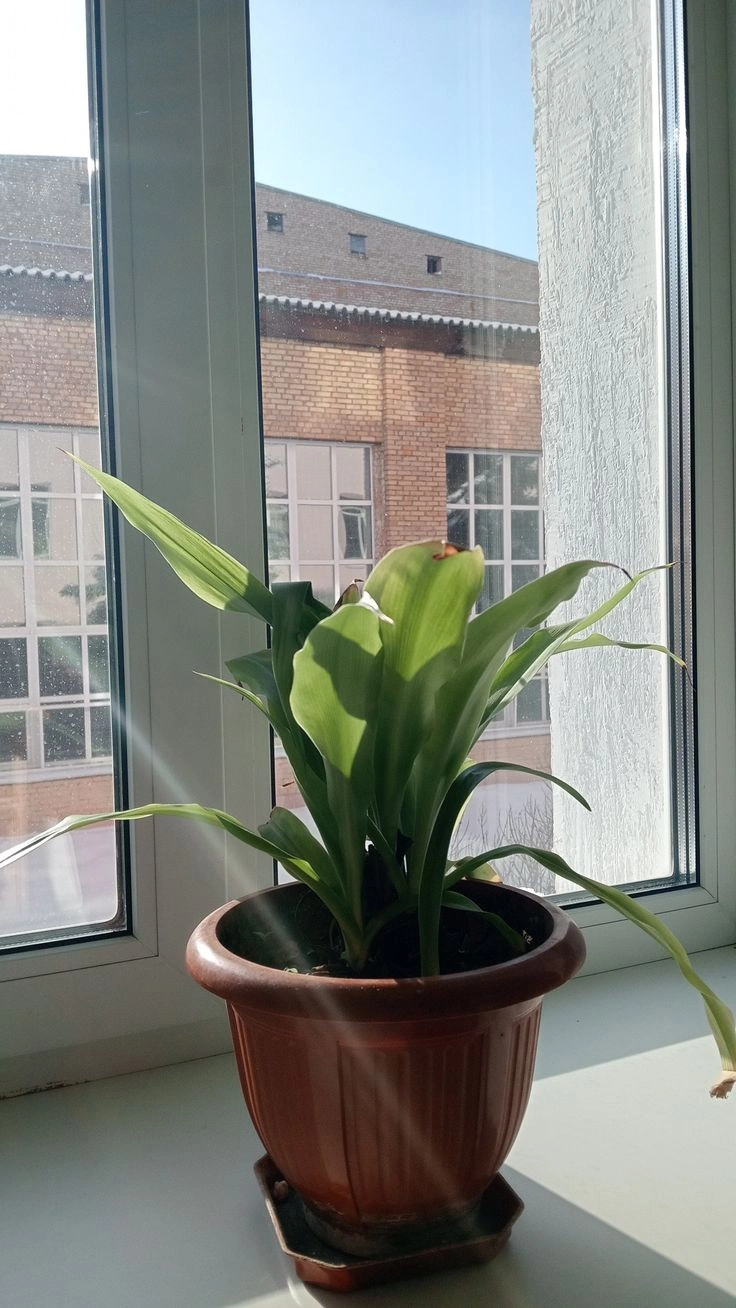 plant update 🌱 — attachment 1