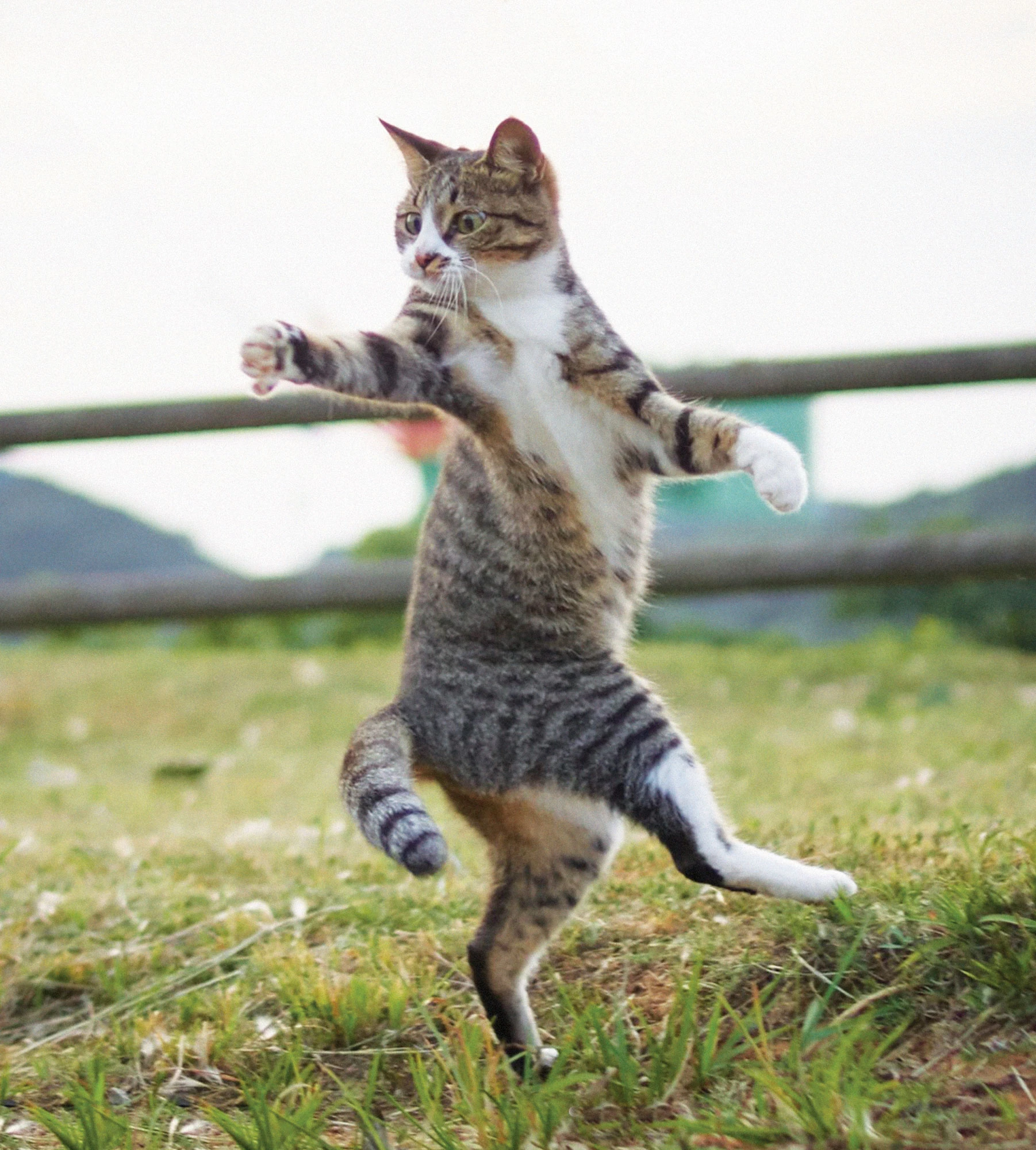 Ninja cat . — attachment 1